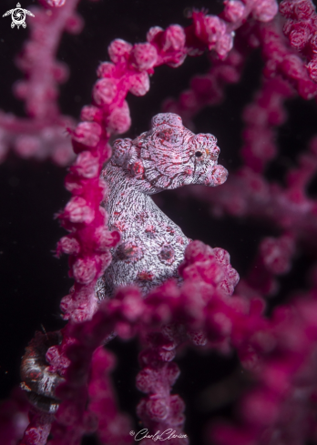 A Hippocampus bargibanti | Bargibanti Pigmy Seahorse