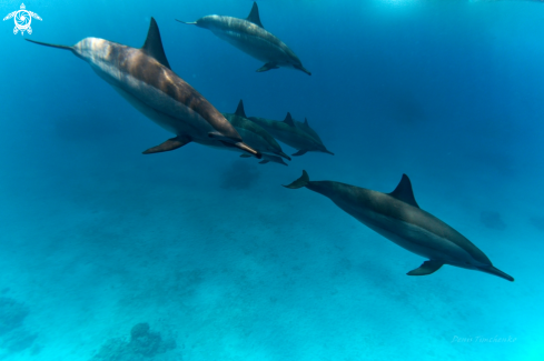 A Tursiohs trancatus | DOLPHIN