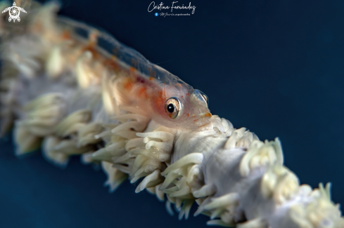 A Bryaninops yongei  | Whip coral goby