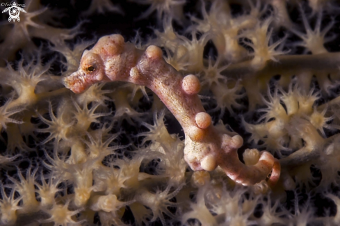 A Pigmy seahorse