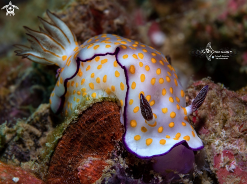 A Hypselodoris pulchella (Rüppell & Leuckart, 1830) | Nudibranch