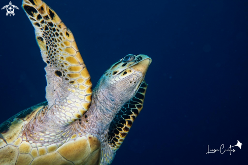 A Chelonia mydas | Green Sea Turtle