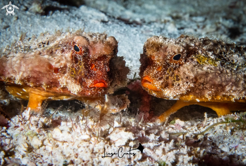 A Ogcocephalus parvus | Roughback Batfish