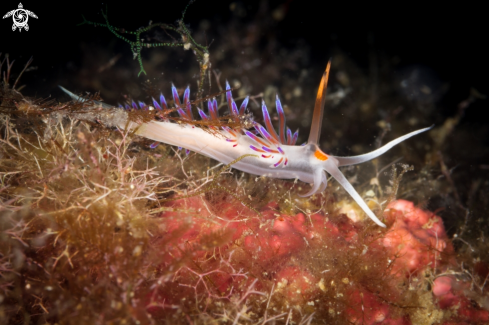 A Cratena peregrina | Cratena peregrina nudibranch