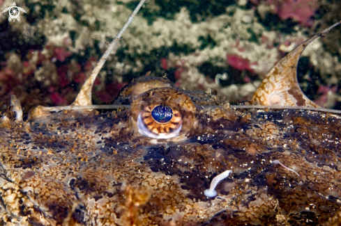 A Monkfish