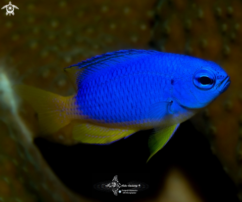 A Goldbelly Damselfish