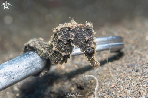 A Common Seahorse