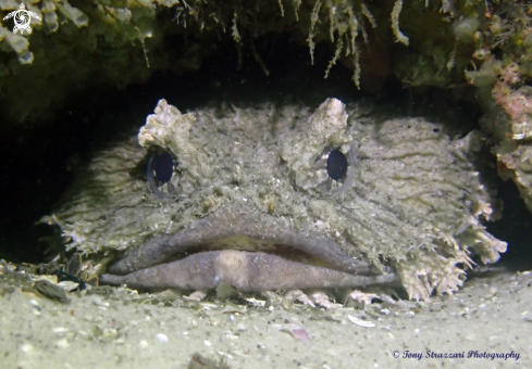 A Batrachomoeus dubius | Eastern Frogfish