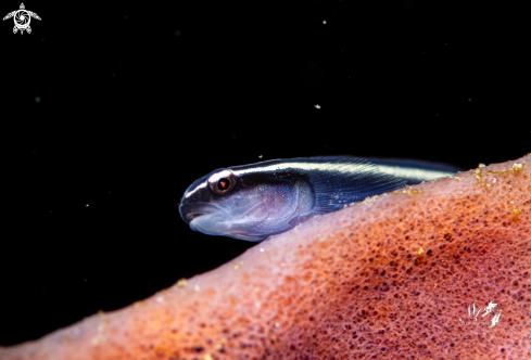 A Neon goby fish