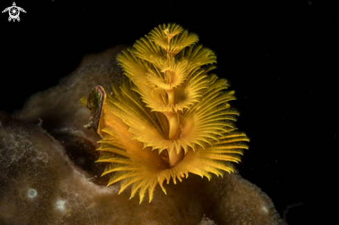 A Sabellastarte indica | Christmas Tree worm