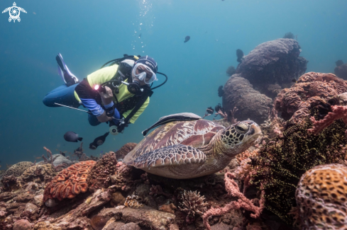 A Green Sea Turtle