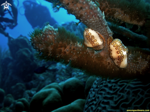 A Cyphoma gibbosum | Flamingo tounge snail