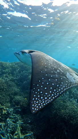 A Aetobatus narinari | Eagle ray