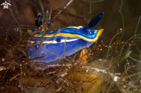 A Hypselodoris tricolor nudibranch | Doride tricolore