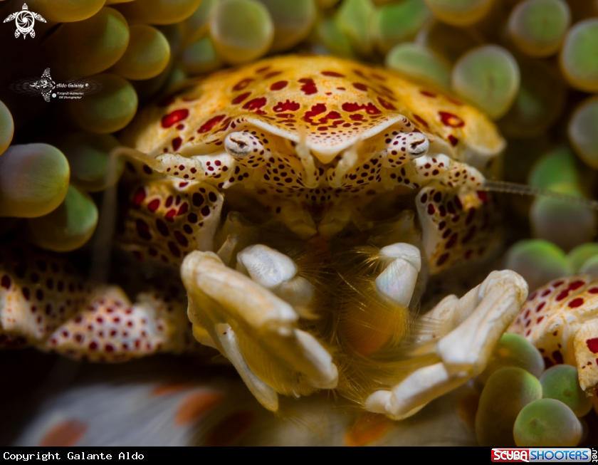 A Porcelain Crab 
