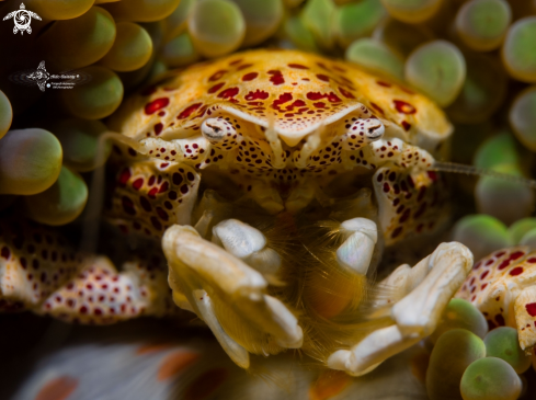A Neopetrolisthes maculatus (H Milne Edwards, 1837 [in H Milne Edwards, 1834-1840])  | Porcelain Crab 