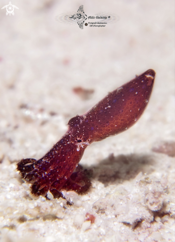 A Hapalochlaena lunulata (Quoy & Gaimard, 1832) | Blue Ring Octopus Juvenil