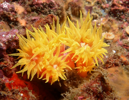 A Dendrophyllia laboreli | Coralito