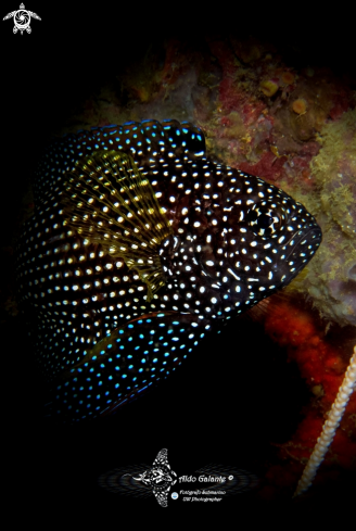 A Calloplesiops altivelis (Steindachner, 1903)   | Comet Fish