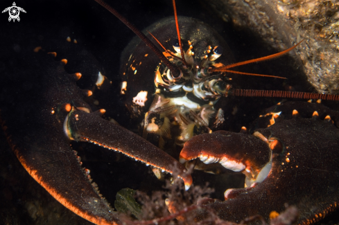 A Homarus gammarus | Homarus gammarus