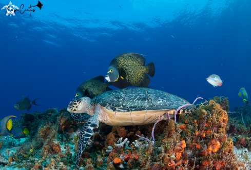 A Eretmochelys imbricata |  Hawksbill Turtle