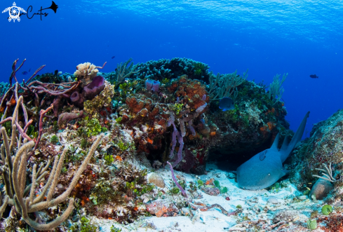 A Nurse Shark