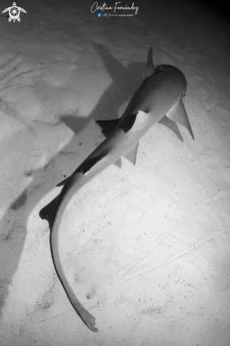 A Nurse shark