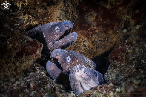 A Muraena helena Linnaeus