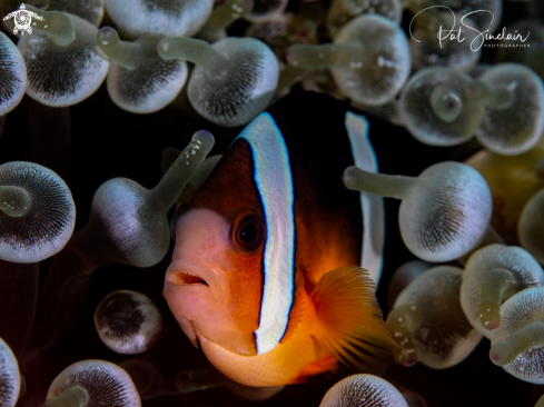 A Anemone fish