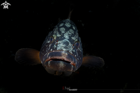 A Epinephelus marginatus