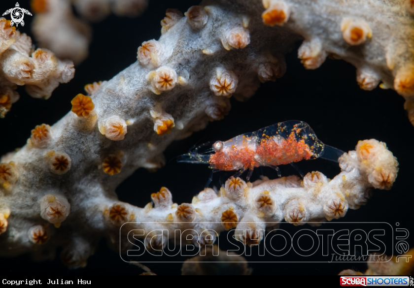 A Gorgonian shrimp
