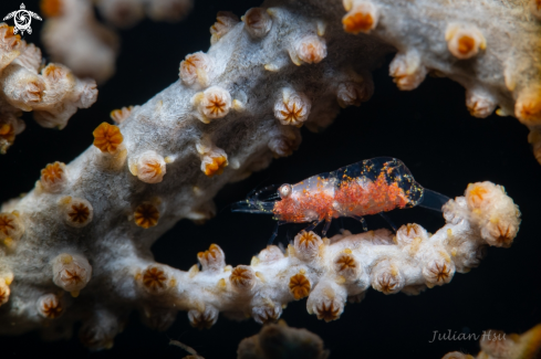 A Gorgonian shrimp