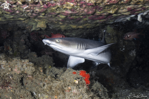 A Triaenodon obesus | Whitetip Reef Shark