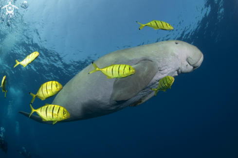 Dugong