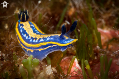 A Hypselodoris tricolor nudibranch | Tricolor nudibranch