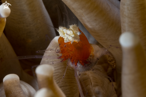 A Cuapetes kororensis | Popcorn shrimp