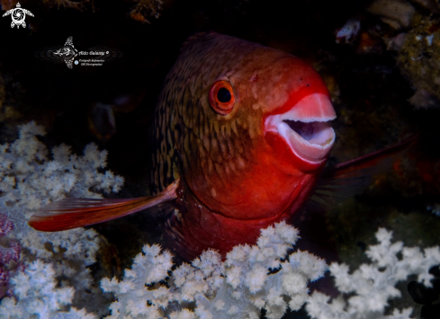 A Scarus rubroviolaceus Bleeker, 1847 | Parrot Fish