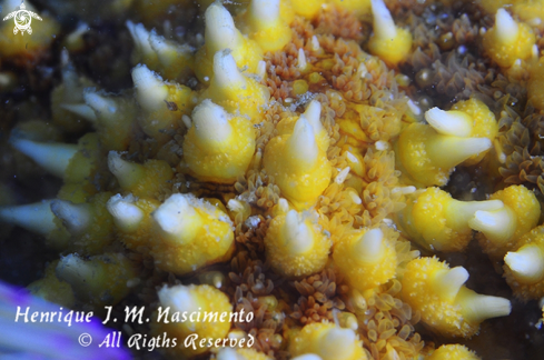 A Marthasterias glacialis | Estrela do Mar