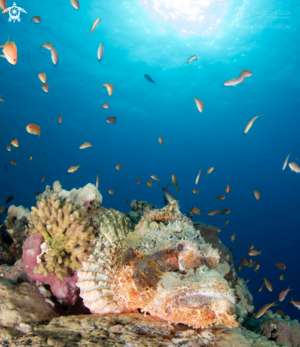 A Scorpionfish 