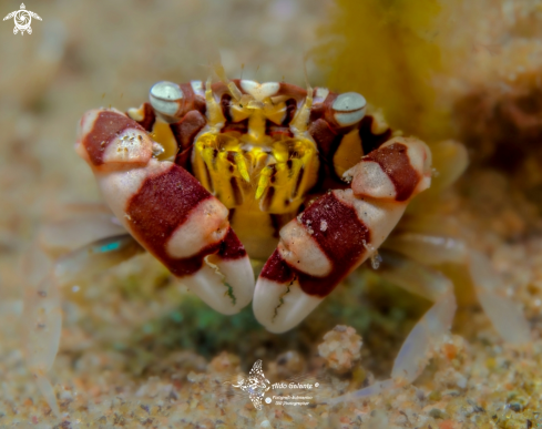 A Harlequin Crab