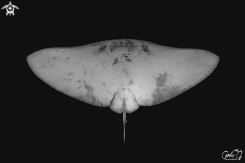 A Gymnura micrura | Butterfly ray