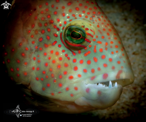 A Tripletail Wrasse