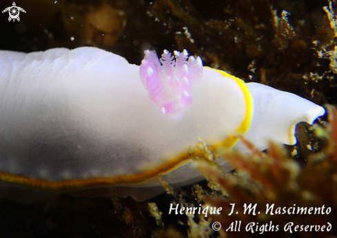 A Nudi