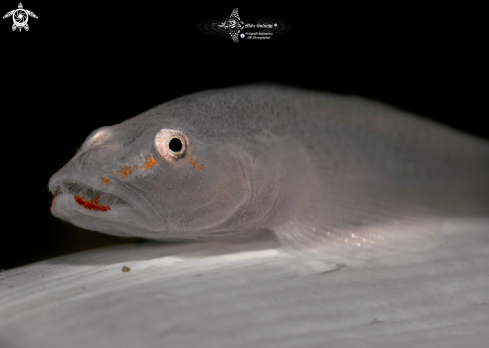 A Sea Pen Goby (3 cm.)