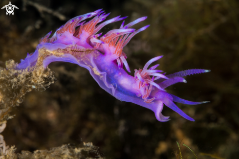 A Flabellina affinis nudibranch