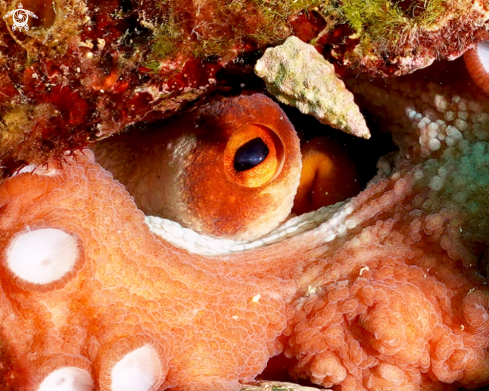 A Octopus