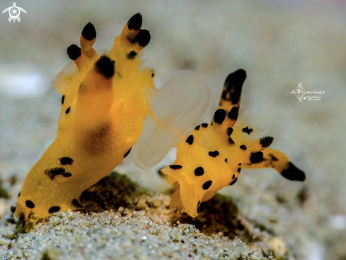 A Thecacera sp. | Seaslug