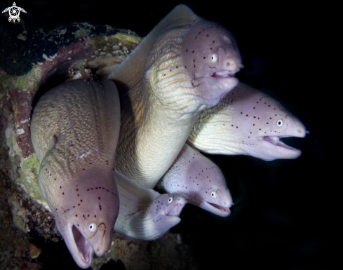 Moray eels