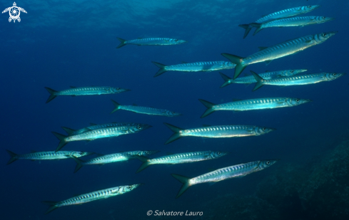 A Sphyraena barracuda | barracuda