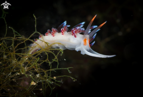 A Cratena peregrina nudibranch